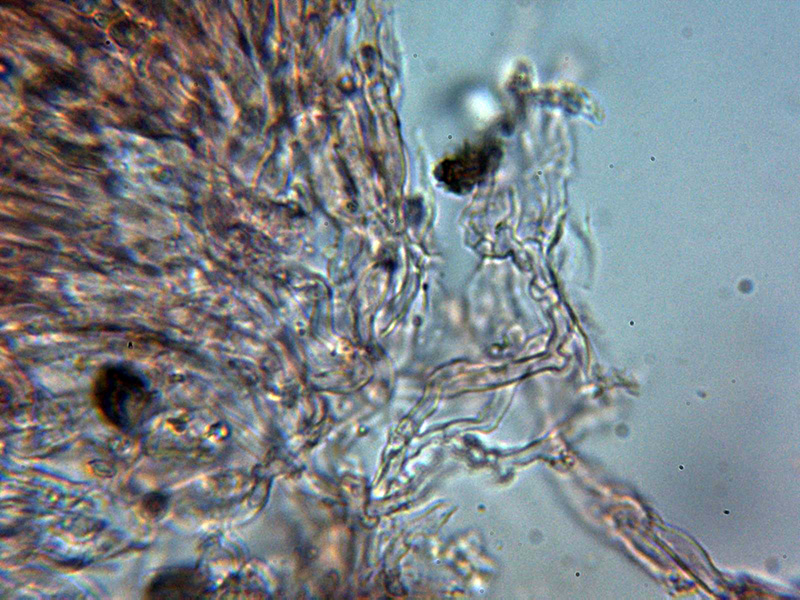 Aiuta con un corticale hydnoide